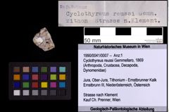 Foto (Objekt + Etiketten) von Cyclothyreus reussi (Gemmellaro, 1869) (NHMW-GEO-1990-0041-0007)